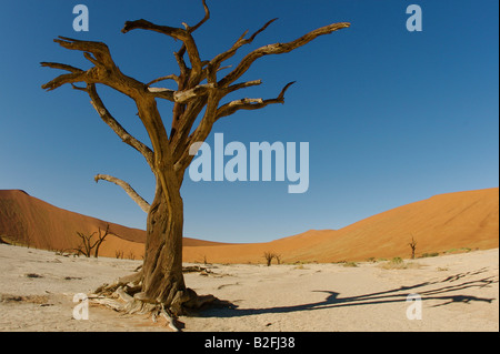 Dead vlei tree namibia Stock Photo
