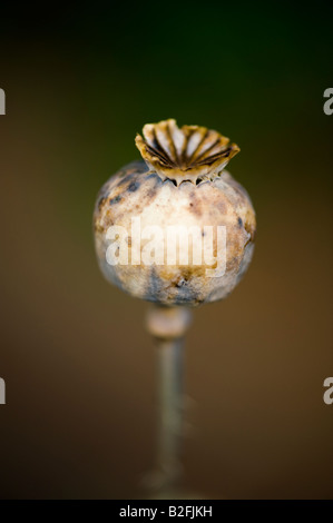 Poppy seed pod Stock Photo