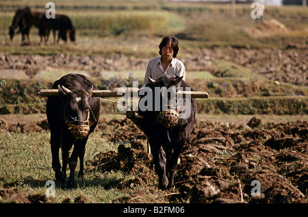 china farmer in field ploughing Stock Photo