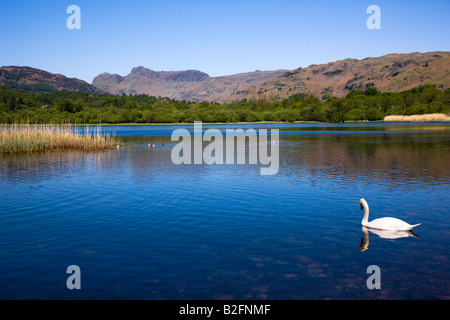 Elter Water Early Spring A Swan On The Lake The Langdales In The Distance, The 'Lake District' Cumbria England UK Stock Photo