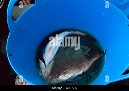 freshly caught fish (black bream and sea bass) in a blue bucket.