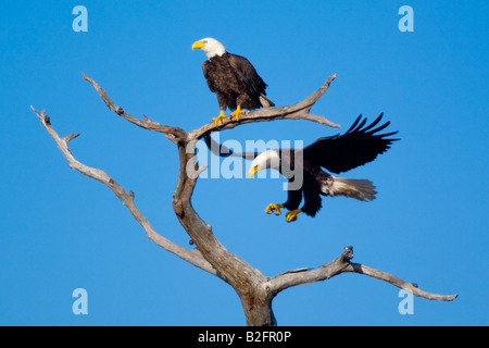 American Bald Eagles Haliaeetus leucocephalus North America