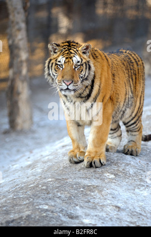 Siberian Tiger at the Siberian Tiger Park, Harbin, Heilongjiang Province, China Stock Photo