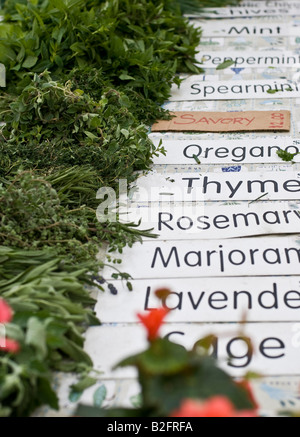 Organic herbs for sale at a farmers market Stock Photo