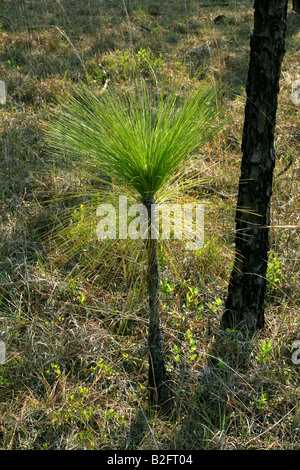 Longleaf Pine Seedling Pinus palustris Southeastern USA Stock Photo