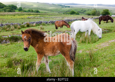 Dartmoor ponies and foals graze in Dartmoor National Park Devon England Stock Photo