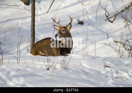 White tailed deer bedded in the snow Stock Photo