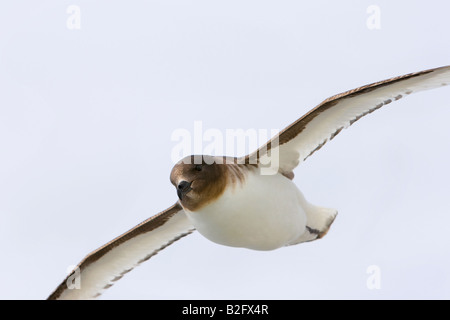The Antarctic petrel or Thalassoica antarctica is a boldly-marked dark brown and white petrel found in Antarctica. Stock Photo