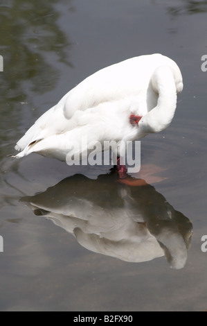 Coscoroba Swan at the London Wetland Centre, UK Stock Photo