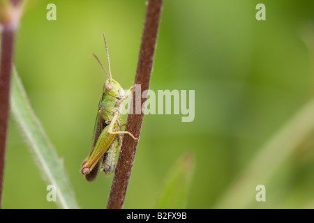 Common Green Grasshopper Omocestus viridulus adult male at rest on a plant stem Stock Photo