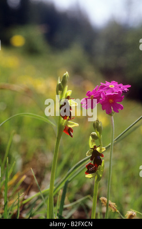 Haller's Primrose and fly orchid Stock Photo