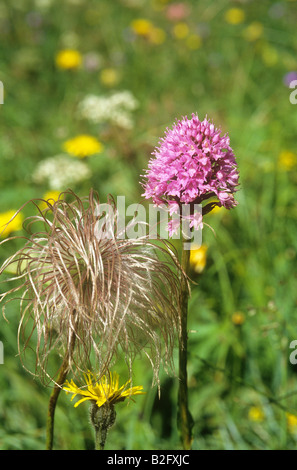 round headed orchid / Traunsteinera globosa Stock Photo