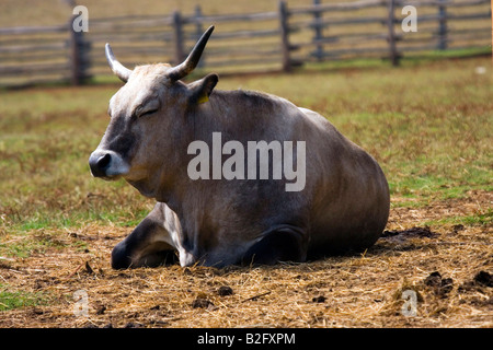 Buffalo lying on the ground. Stock Photo