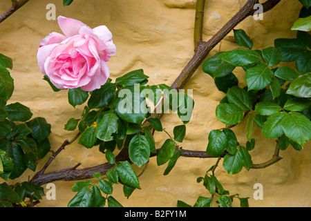 Rose growing on a thatched cottage wall in Exmoor National Park Somerset England Stock Photo