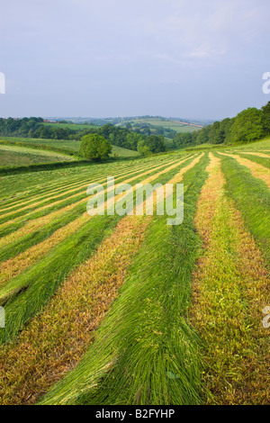 Freshly cut grass in a rural field Crediton Mid Devon England Stock Photo