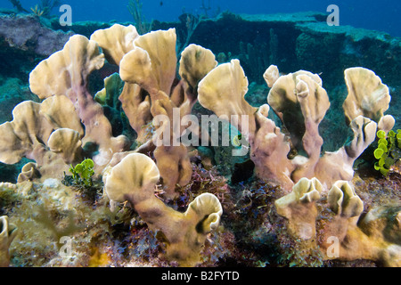 Blade Fire Coral growing on a shipwreck Florida Keys Stock Photo