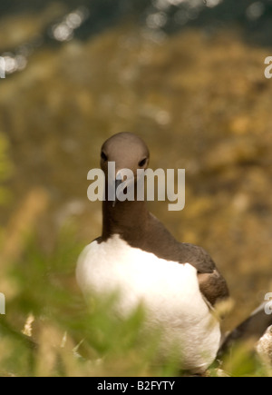 Guillemot (Uria aalge) Precariously perched on a cliff ledge high above the sea Skomer Island Pembrokeshire Stock Photo