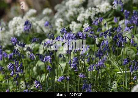 Scottish woodland scene of Bluebells against a background of Ramsons in Menstrie Wood. Stock Photo