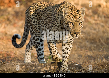 a large male Leopard walking in morning light in the Kruger National Park region of South Africa Stock Photo