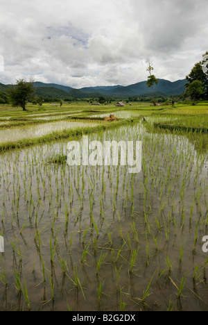 Asia Thailand Tiered rice paddies near the Northern town of pai a ...