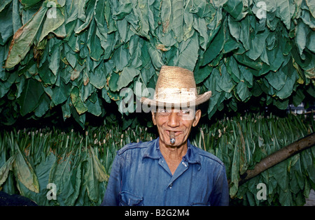 a tobacco farmer smoking a cigar in front of tobacco leaves Stock Photo