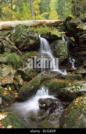 mountain torrent np bavarian national park forest bavaria germany Stock Photo