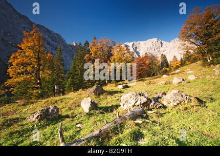 maple trees autumn autumnal karwendel limestone alps tyrol austria Stock Photo