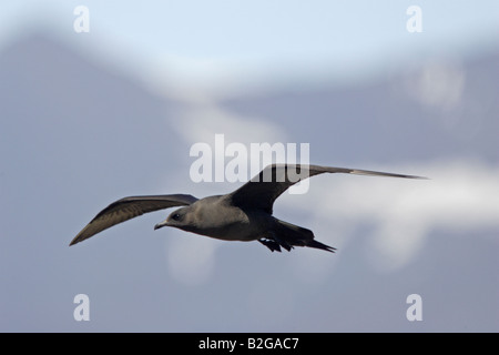 Arctic Skua in Flight Stock Photo