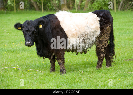 Belted Galloway rare breeds cow Stock Photo