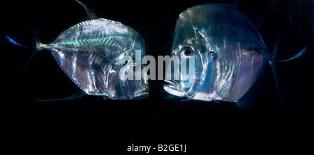 Lookdown Fish, Selene vomer, Carangidae, aka Moonfish, Bluntnose or ...