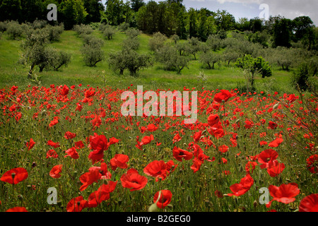 Wild poppies, Italy. Stock Photo