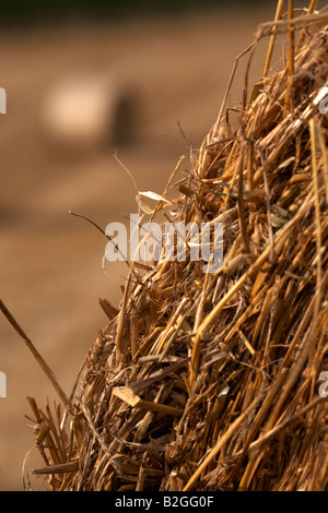 close up of straw bales in a field in county down northern ireland Stock Photo