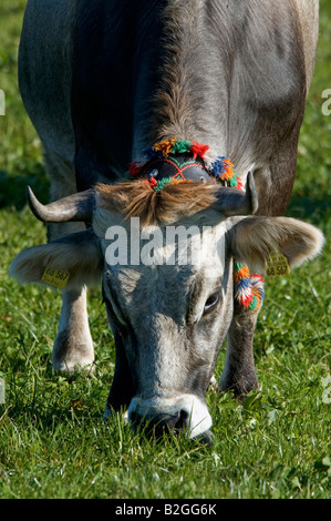 cattle Bos taurus domestic cattle rind allgaeu bavaria germanyHausrind Bos taurus Allgäuer Grauvieh mit Kuhglocke auf Weide Allg Stock Photo