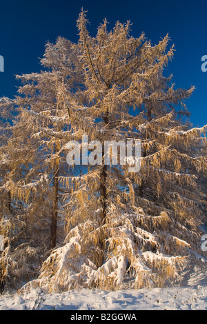 autumnal coloured larchees trees landscape germany Swabian Alb freshly snow covered Stock Photo