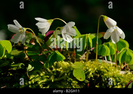 Common wood sorrel Oxalis acetosella flower bloom blossom Baden Wuerttemberg Germany Stock Photo