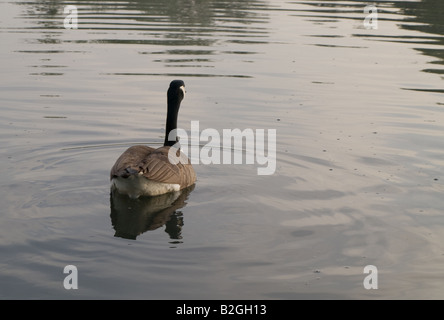 Ducks Geese and Coots Swimming on a British Pond in Summer Sunrise Stock Photo