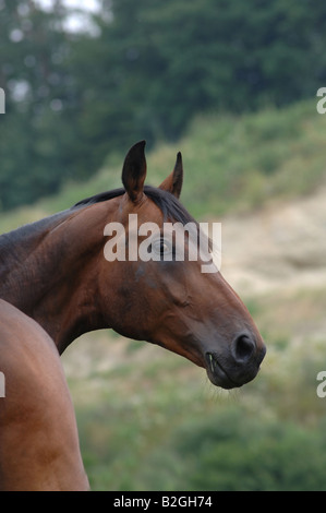 portrait Brown Warmblood Horse Stock Photo