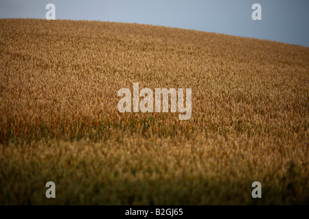 field of wheat on a farm in county down northern ireland Stock Photo