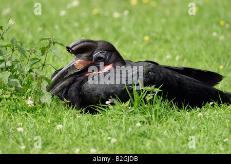 bucorvus abissinicus abyssinian ground hornbill bird Stock Photo