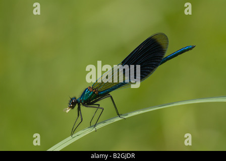 male banded demoiselle calopteryx splendens close up detail Stock Photo