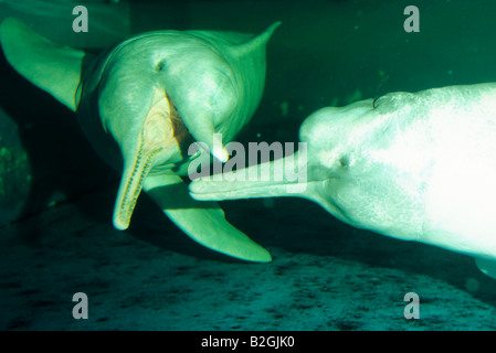 Amazonas Delphin Flussdelphin Amazonian Dolphin in a zoo Inia geoffrensis Stock Photo
