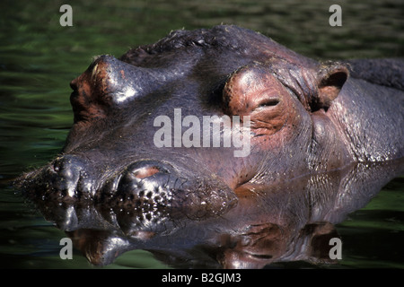 hippo Hippopotamus amphibius water lake Stock Photo