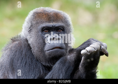 portrait Western Lowland Gorilla gorilla gorilla old world monkeys Stock Photo