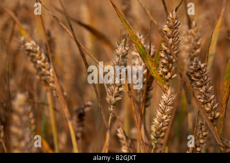 close up of heads of wheat in a field of wheat on a farm in county down northern ireland Stock Photo