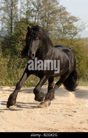 friesian horse black stallion Stock Photo