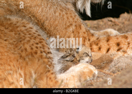 eurasian lynx dam catkin mother motherly love close up Lynx lynx cuddling bavaria germany pair couple Stock Photo