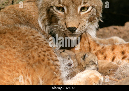 eurasian lynx dam catkin mother motherly love close up Lynx lynx cuddling bavaria germany pair couple Stock Photo