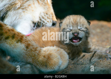 eurasian lynx dam catkin mother motherly love close up Lynx lynx cuddling bavaria germany pair couple Stock Photo