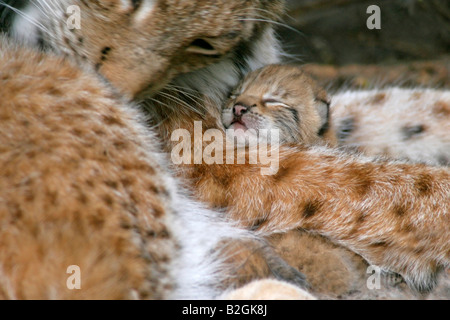 eurasian lynx dam catkin mother motherly love close up Lynx lynx cuddling bavaria germany pair couple Stock Photo