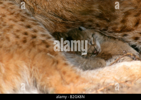 eurasian lynx dam catkin mother love close up Lynx lynx cuddling bavaria germany Stock Photo